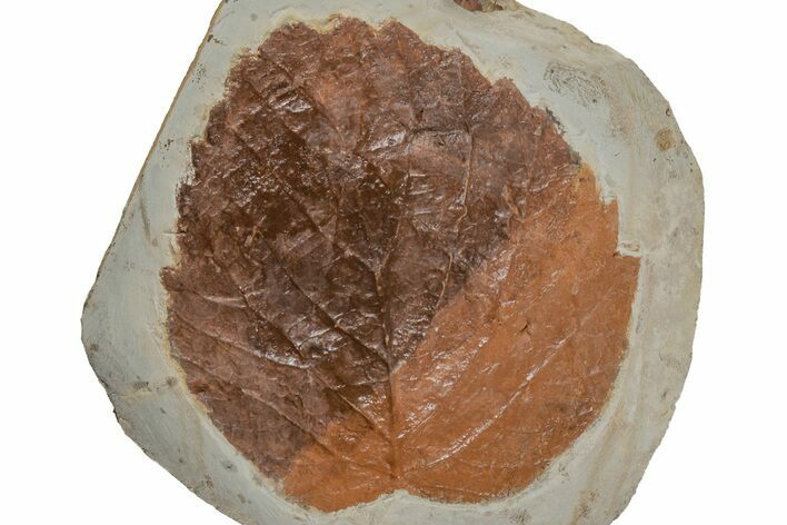 Fossil Leaf (Davidia) - Montana #215519